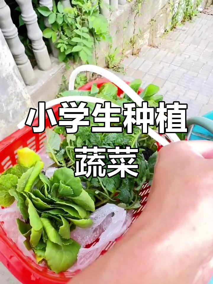长沙小学生种菜乐趣多