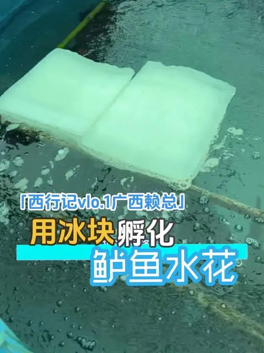 「西行记vlo.1广西赖总」父子3人工厂化标加州鲈鱼苗，抢到一起棕片，用冰块降温孵化