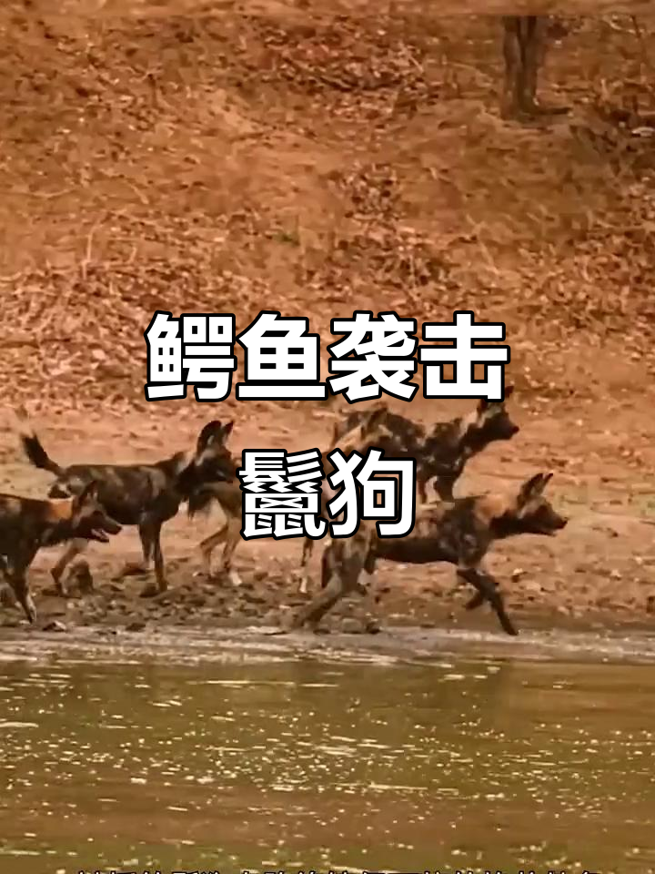 鬣狗饮水时遭鳄鱼袭击,挣扎求生却无法逃脱
