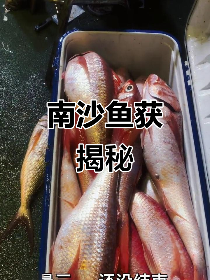南沙群岛鱼群泛滥,两小时捕获,鱼肉竟是这种颜色!