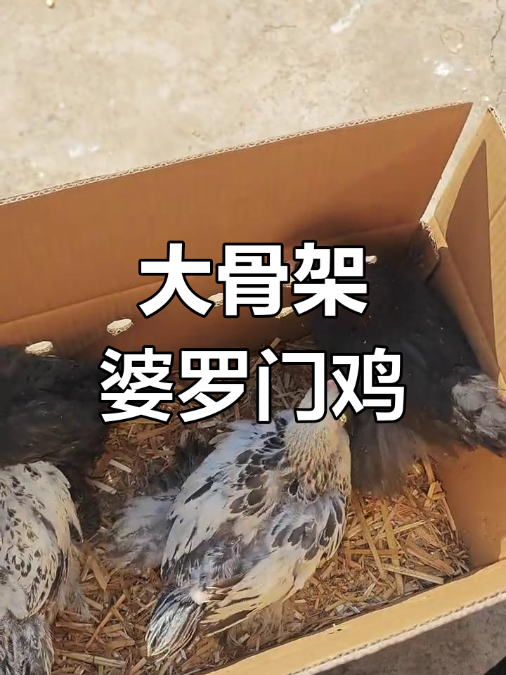 婆罗门鸡苗大骨架,60米一只观赏公母难辨