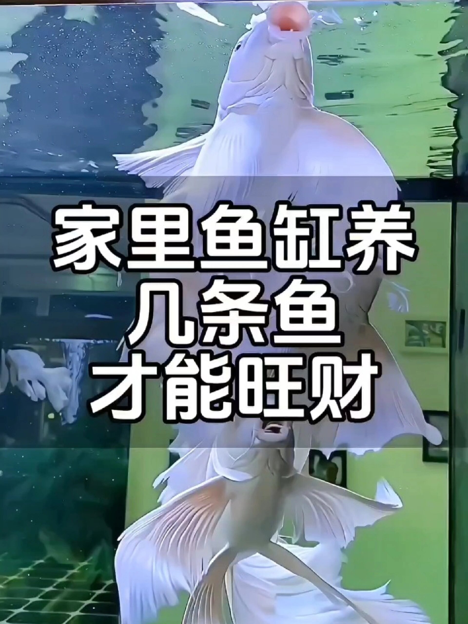 鱼缸里到底养几条观赏鱼才能旺财!