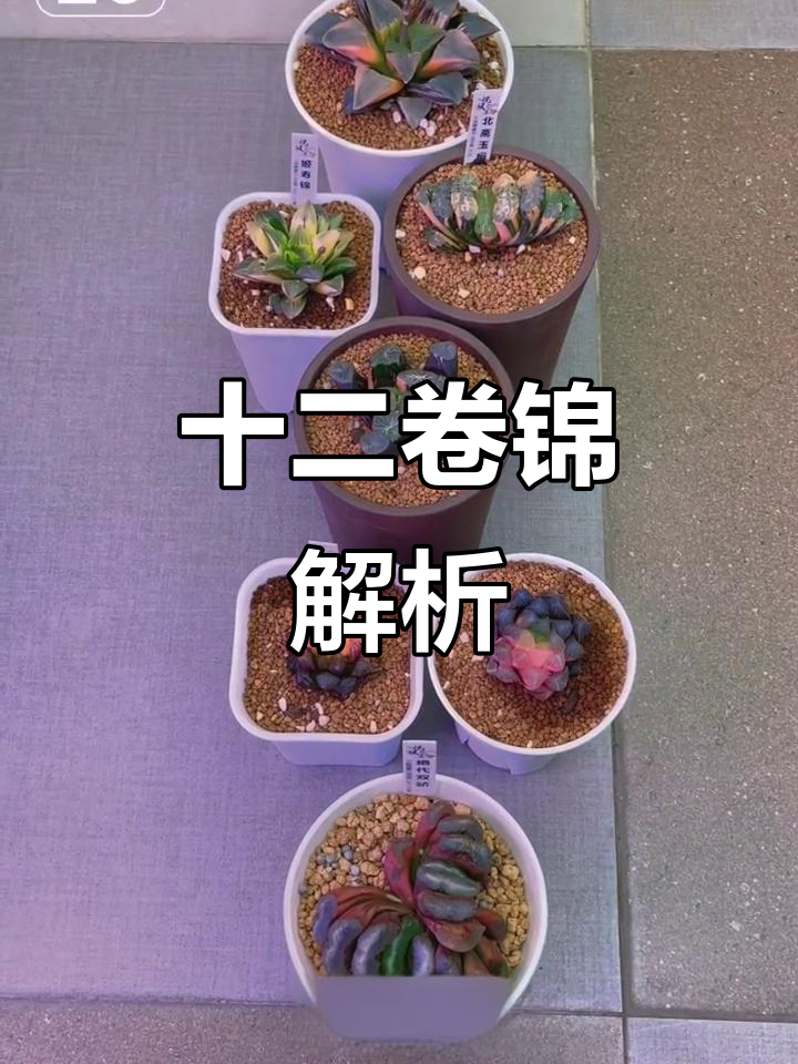 十二卷锦种类大揭秘,业余爱好者的浅见
