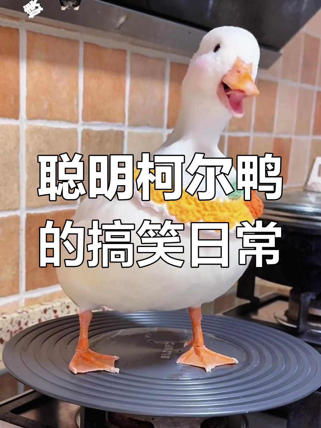 柯尔鸭:呆萌又聪明的贵族小鸭子,飞行技术超乎想象