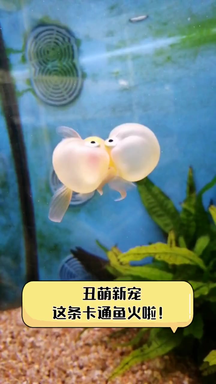 丑萌新宠,这条卡通鱼火啦!