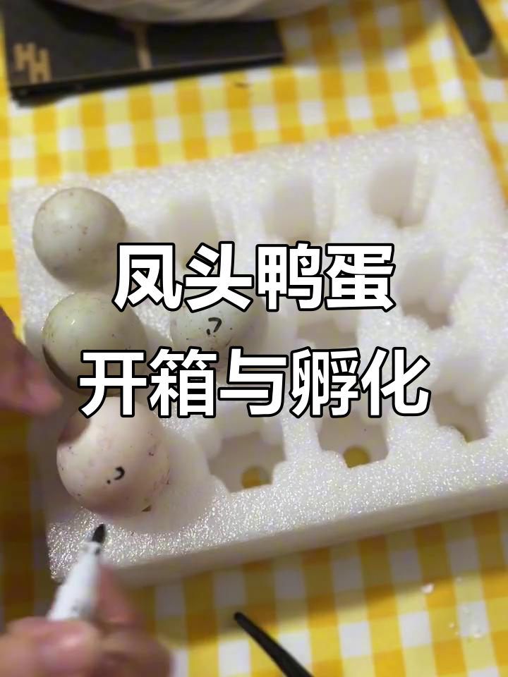 凤头鸭蛋孵化全程记录，乌鸡和帽子鸡也加入孵化行列
