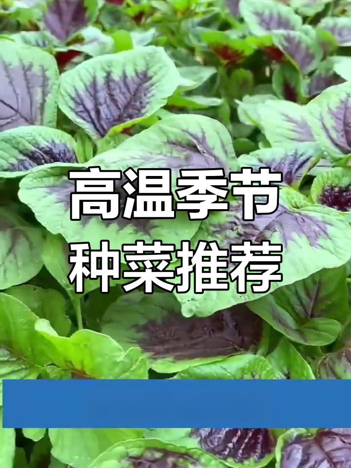 夏季高温适合种植的蔬菜