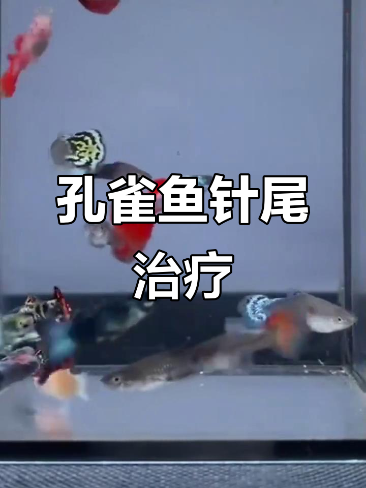 孔雀鱼针尾病可自愈,但需及时干预,水质清洁是关键