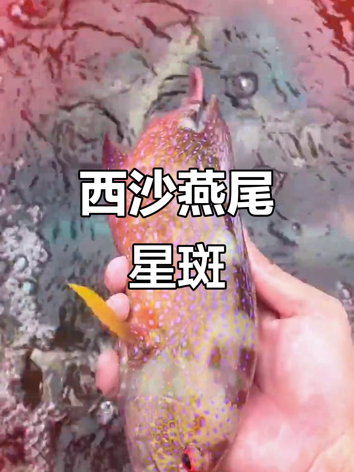燕尾星斑:西沙独有海洋美味,肉质鲜美无比