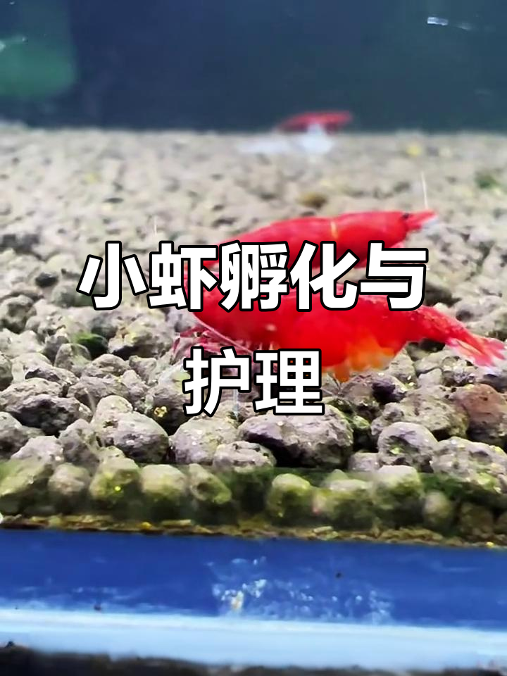极火虾抱卵后，小虾成长记：水质管理、喂食技巧全揭秘