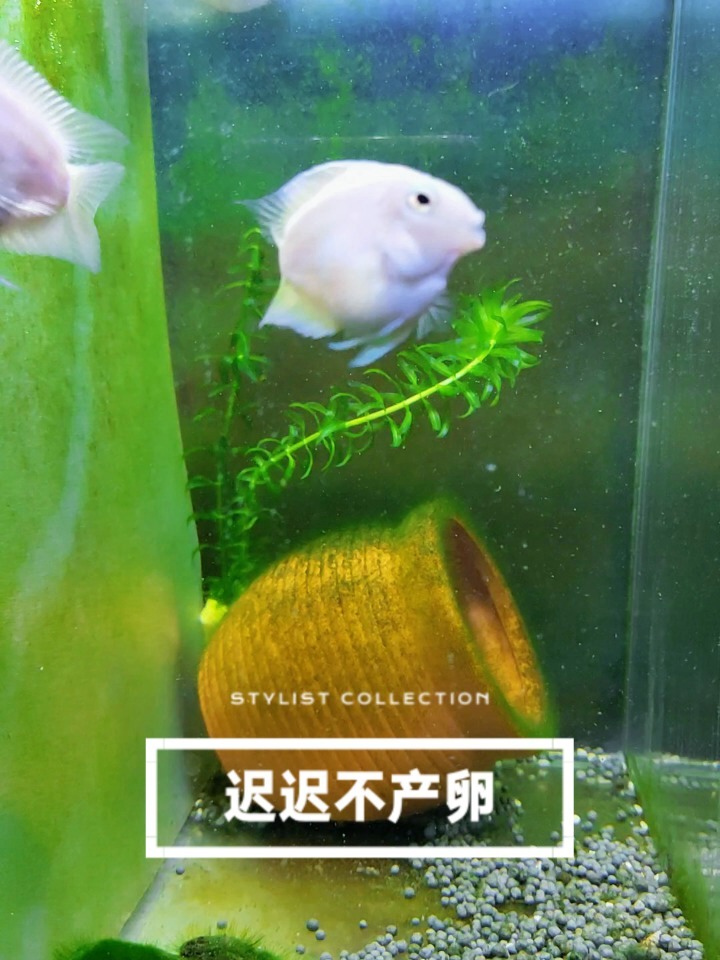 迷你鹦鹉鱼不产卵