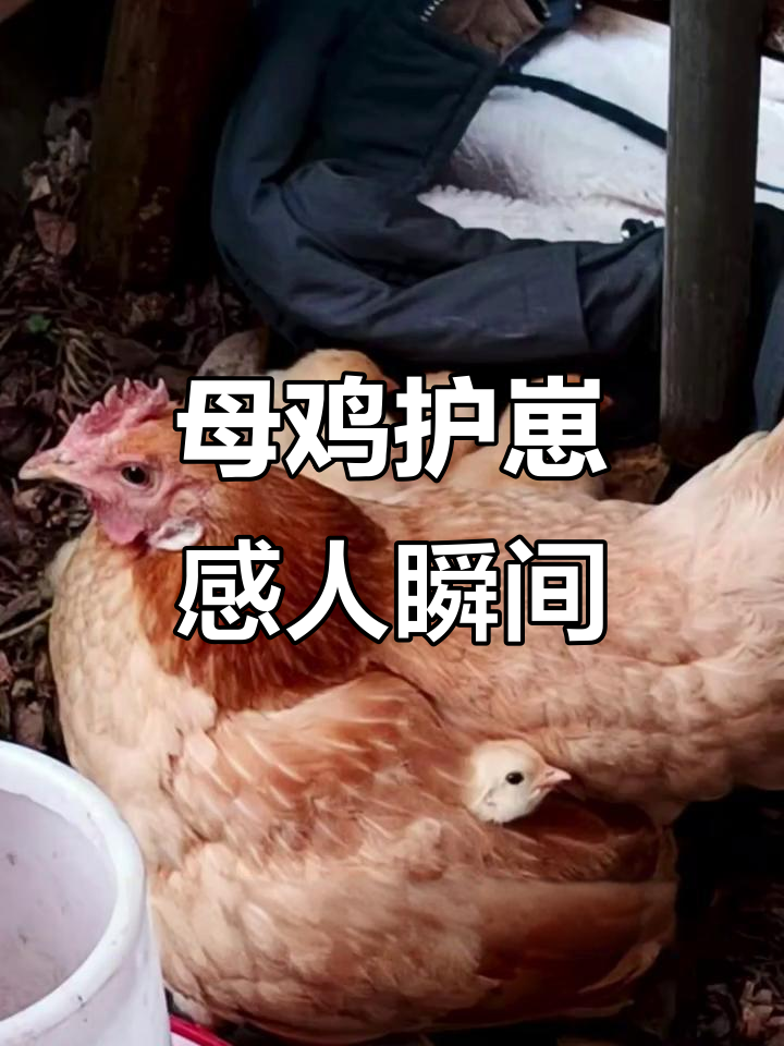 母鸡拼死保护小鸡,生命的力量让人泪目