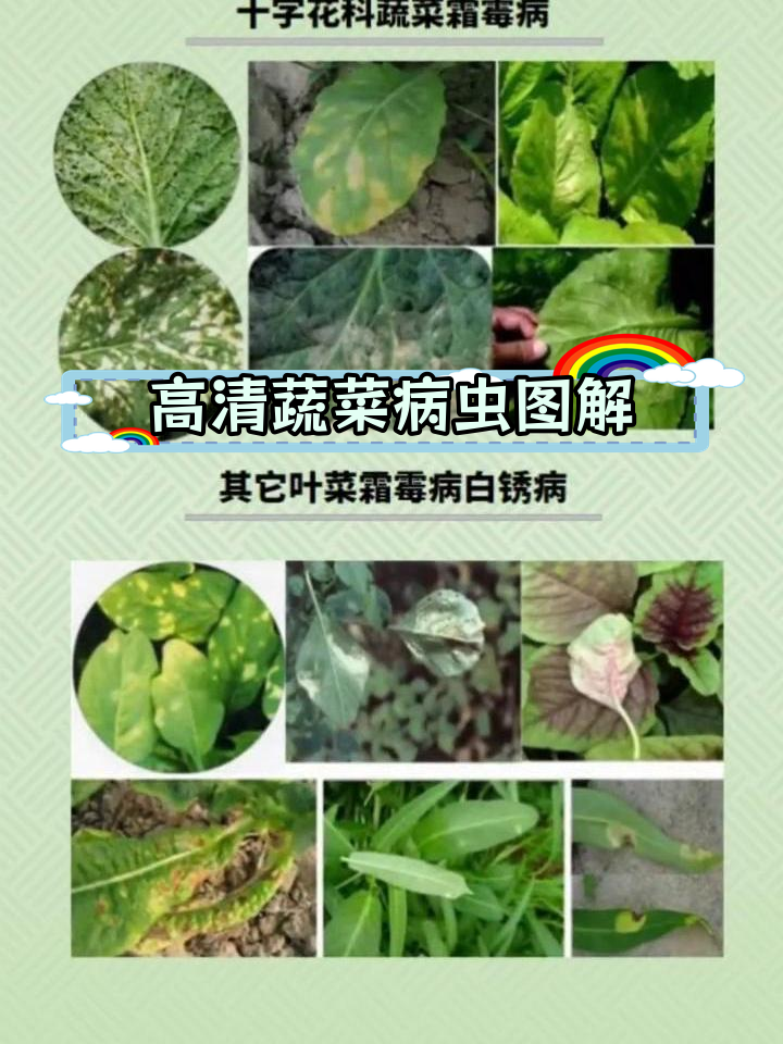 蔬菜病虫害高清图谱识别与防治建议