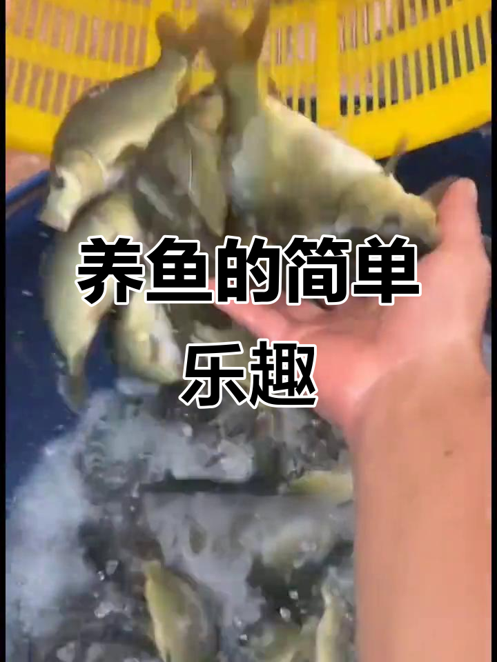 裸鲤鱼,稻田中的杂食者,轻松饲养,乐趣无穷