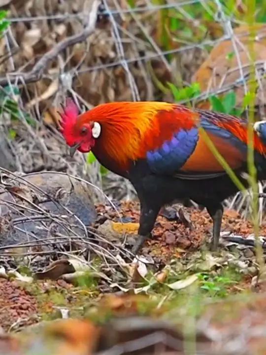 分享22种不同的鸡，你见过哪一种？