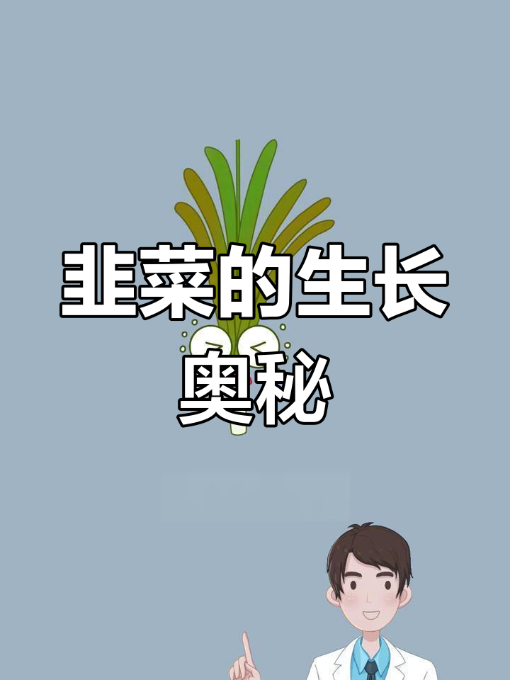 韭菜为何能快速生长?