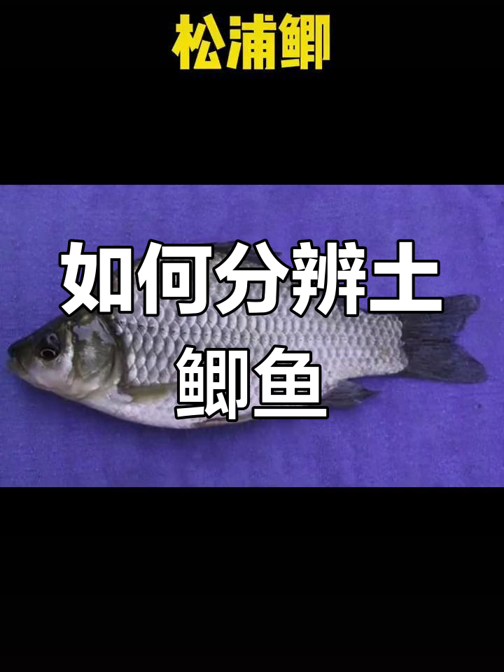 鲫鱼种类大揭秘,如何区分野生与养殖