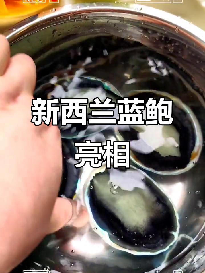 首次见蓝色鲍鱼,新西兰蓝鲍惊艳登场