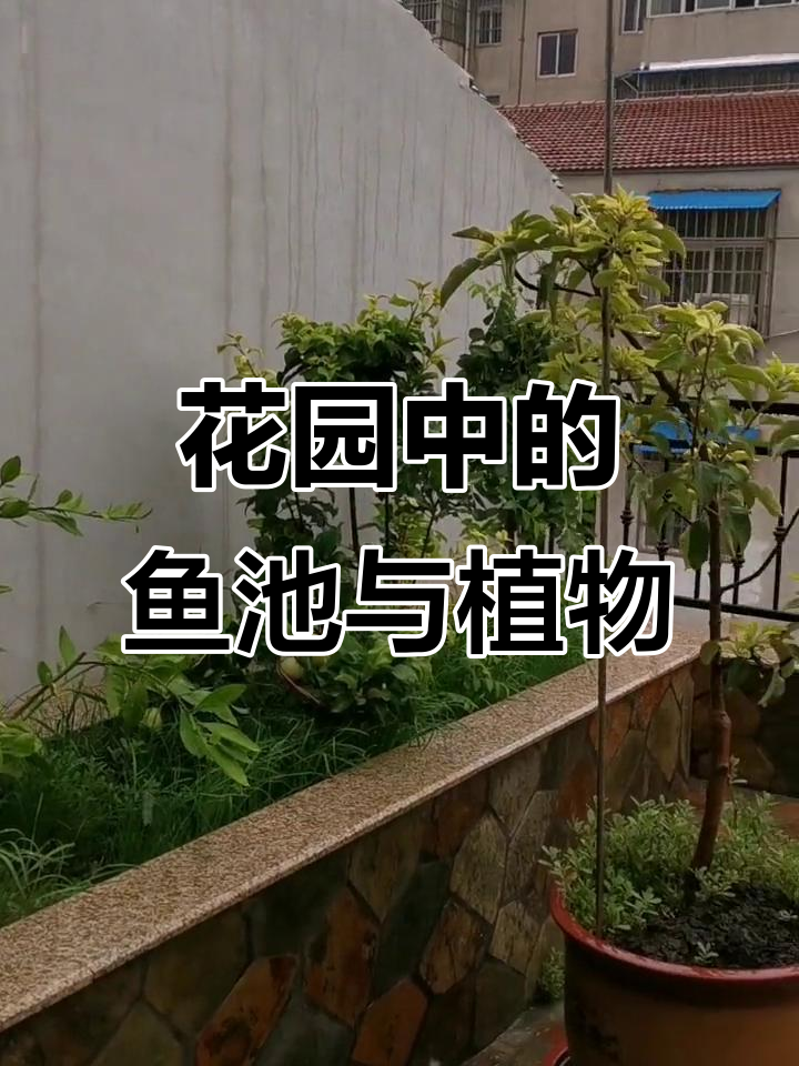 庭院鱼池与花草的和谐共存,打造自然生态美景