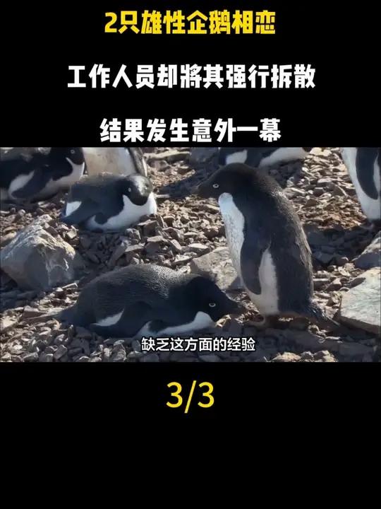2只雄性企鹅相恋,工作人员却将其强行拆散,结果发生意外一幕