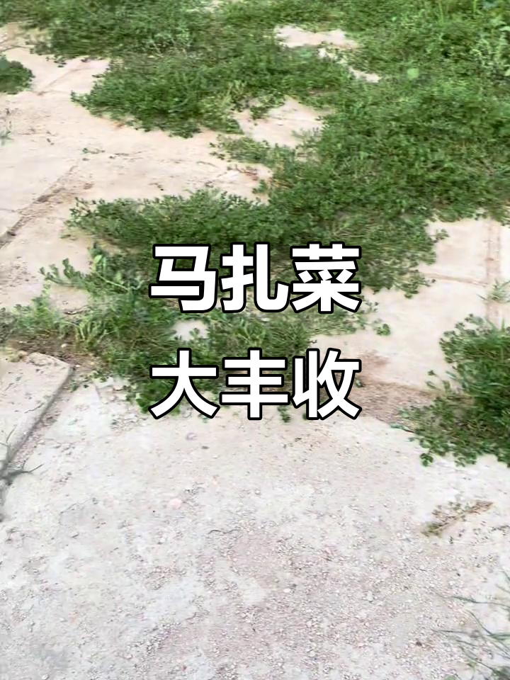 去年马扎菜丰收,今年继续有货!回家带点给朋友们尝尝