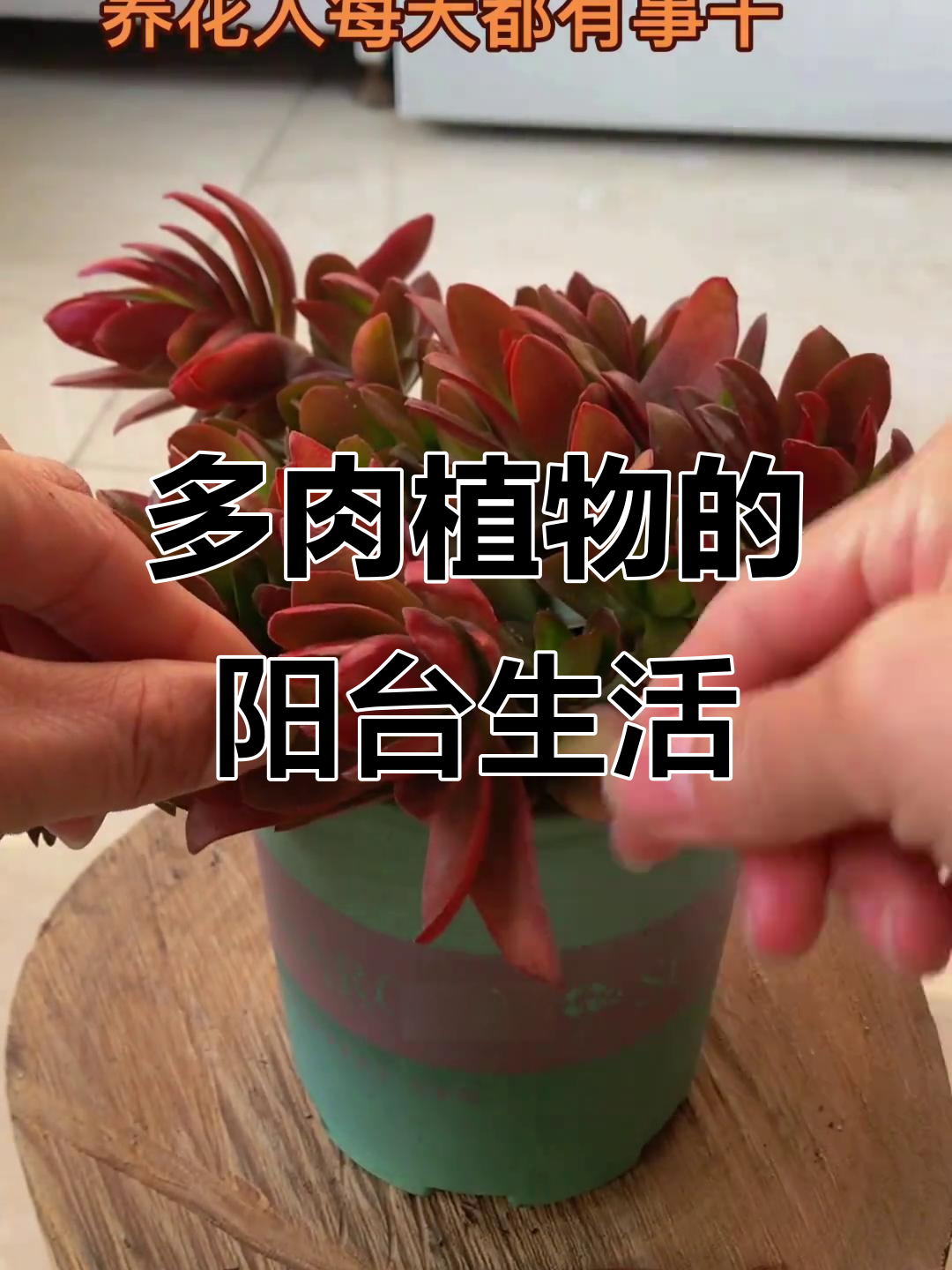 阳台多肉植物养护日记,记录生活的美好时光