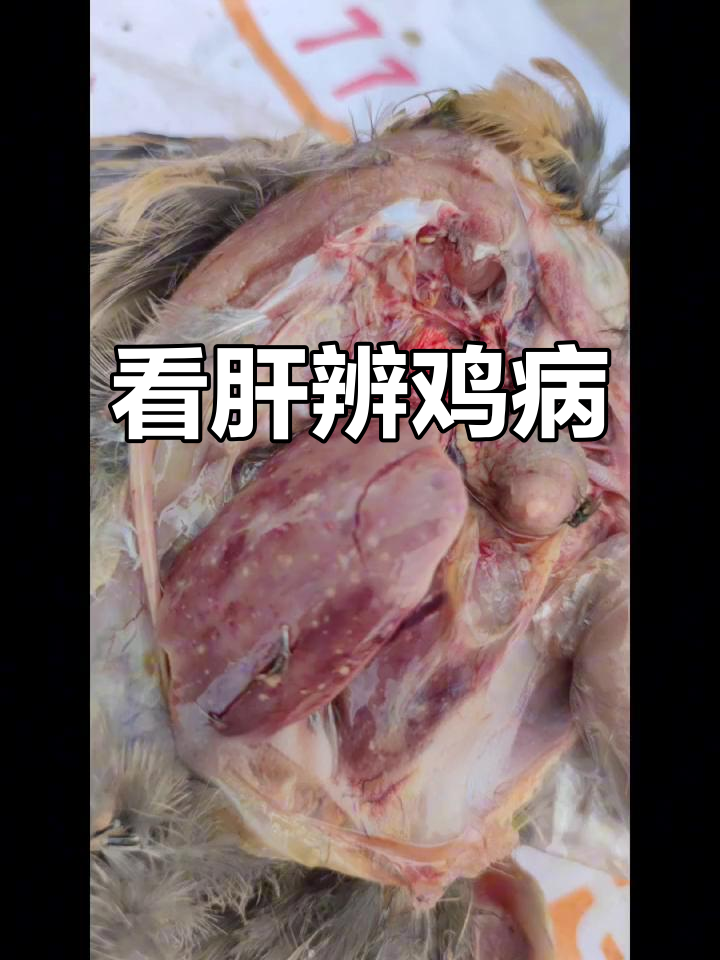 肝脏病变识鸡病，各种疾病一网打尽