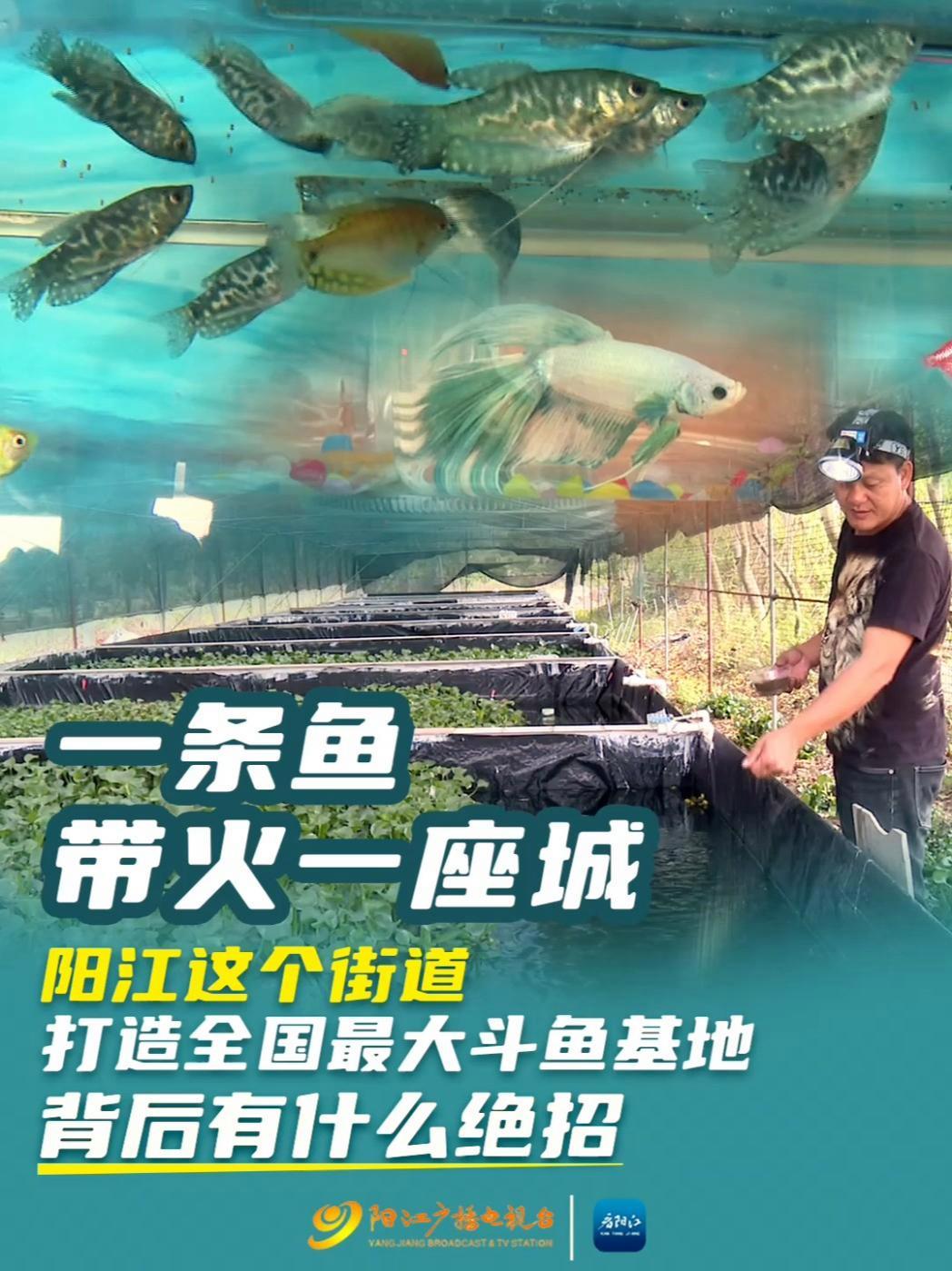 一条鱼带火一座城!阳江这个街道打造全国最大斗鱼基地,背后有什么绝招?