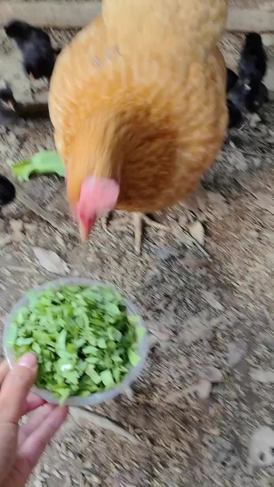 小鸡出壳的第六天,今天给小鸡们吃青菜,鸡妈妈给小鸡们分餐