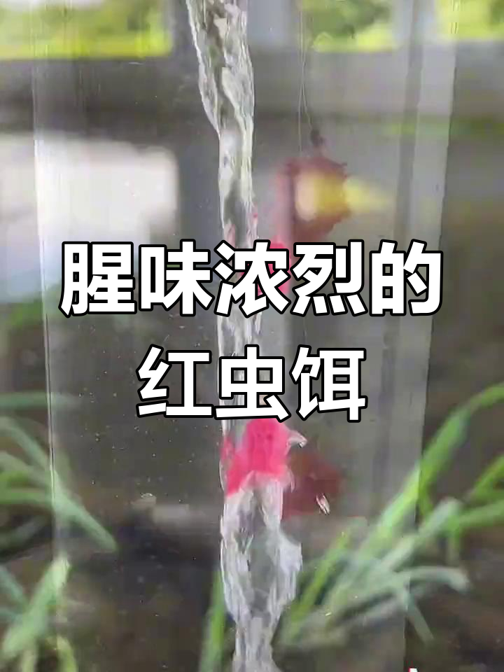 石斑马口鱼偏爱腥味饵料,红虫面筋饵效果佳