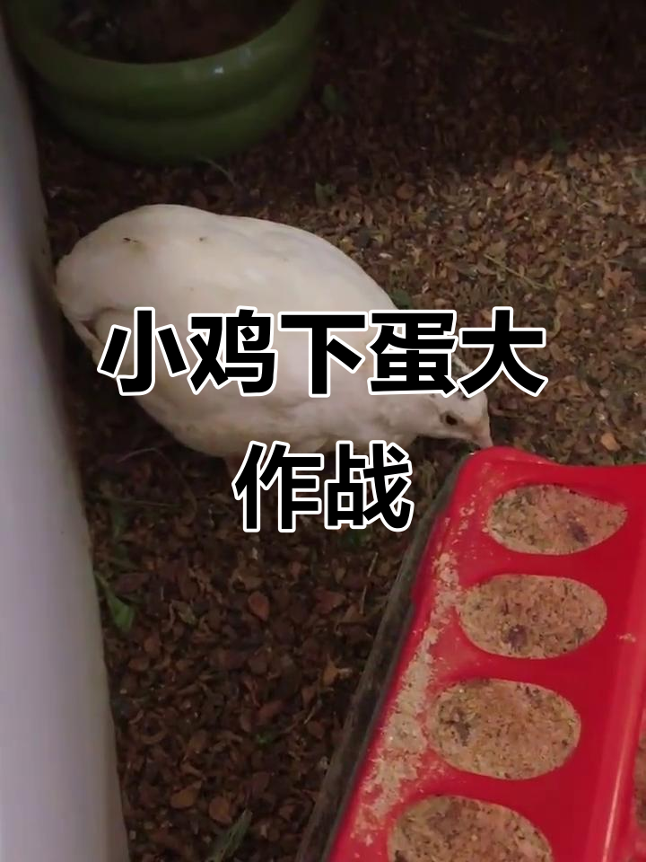 小鸡下蛋前的搞笑表情，加油声中终于成功！