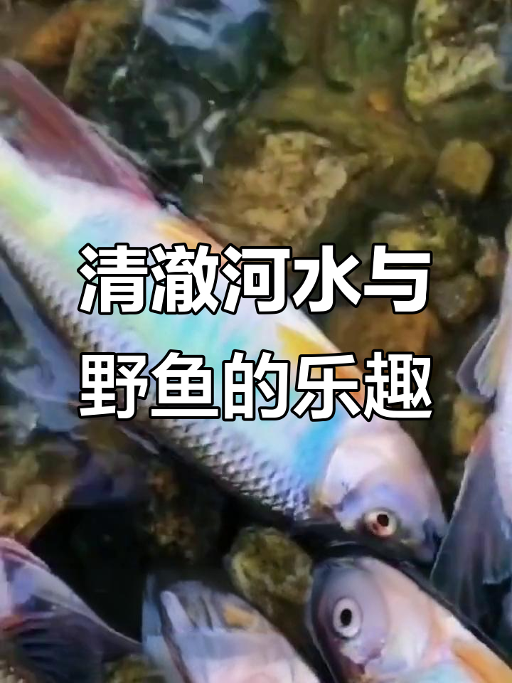 清澈见底的河流，野生鱼带来的快乐时光