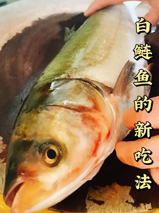 白鲢鱼的新吃法