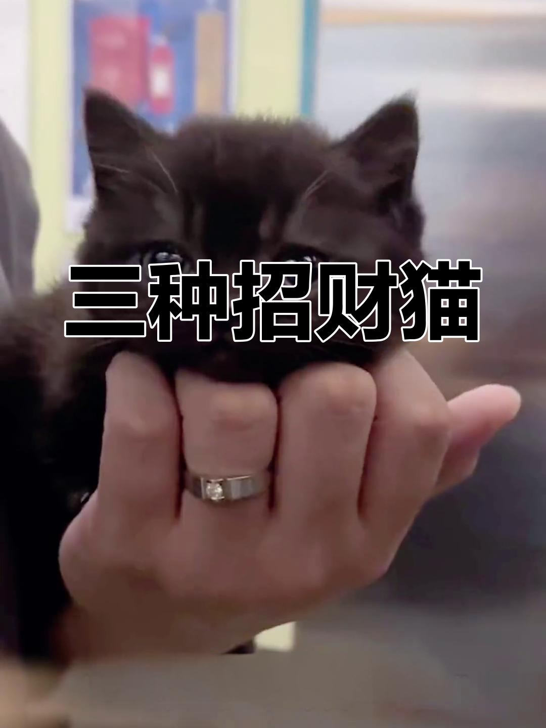 招财猫标志:三种幸运猫咪,带来财运好运