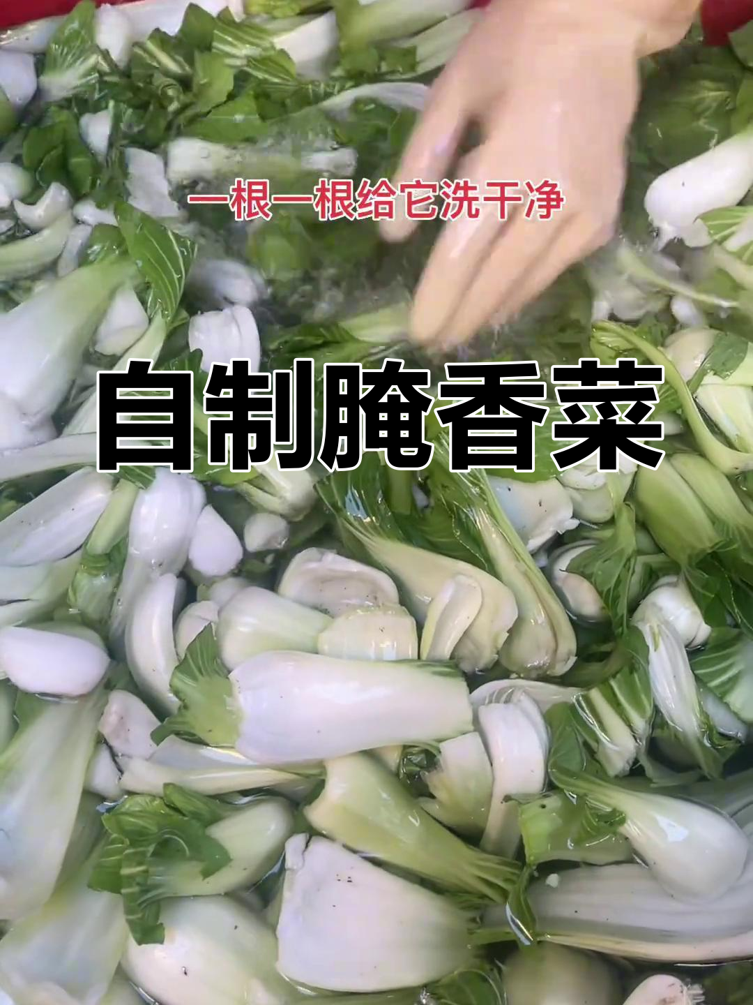 腌香菜的正确做法,轻松学会