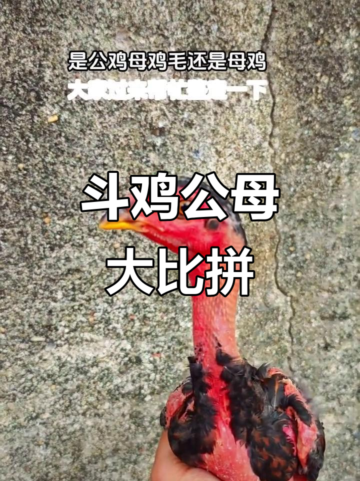 公鸡母鸡斗法,谁更胜一筹?揭秘斗鸡养殖技巧