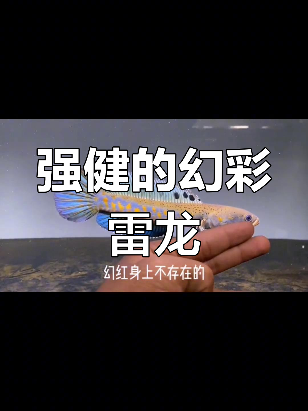 幻彩红宝石雷龙:适合新手的强壮品种
