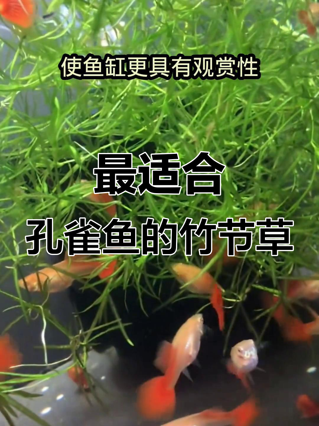 竹节草:孔雀鱼的最佳搭配水草,颜值与功能并存
