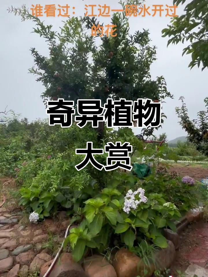 奇特植物大集结,双肾果、七叶花,每样都想带回家!