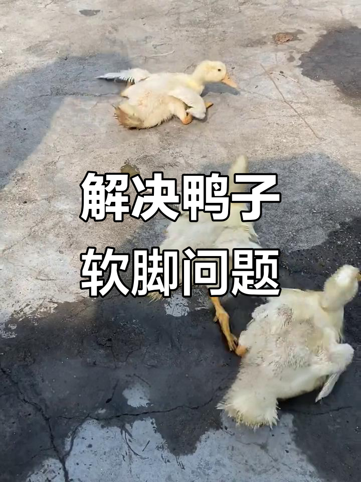 鸭子软脚病原因分析,如何应对?