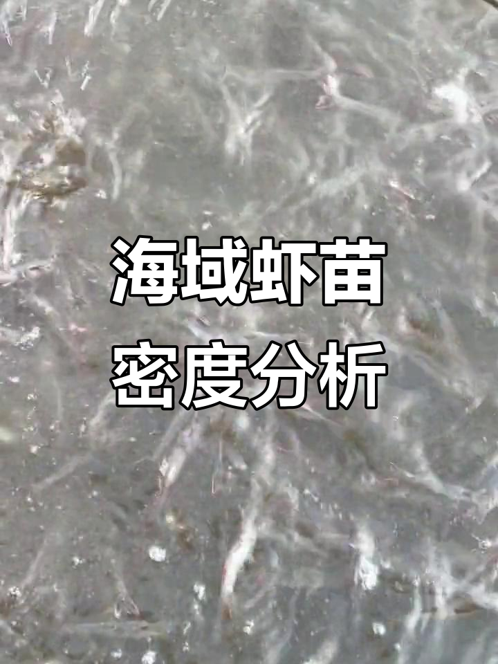 海南泰力虾苗8月13日回访,崔总分享养殖经验