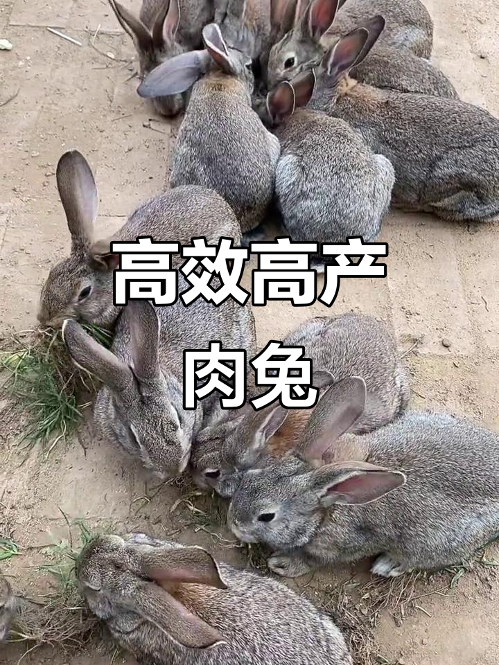 高产肉兔养殖,耐粗食易养,成年可达15斤