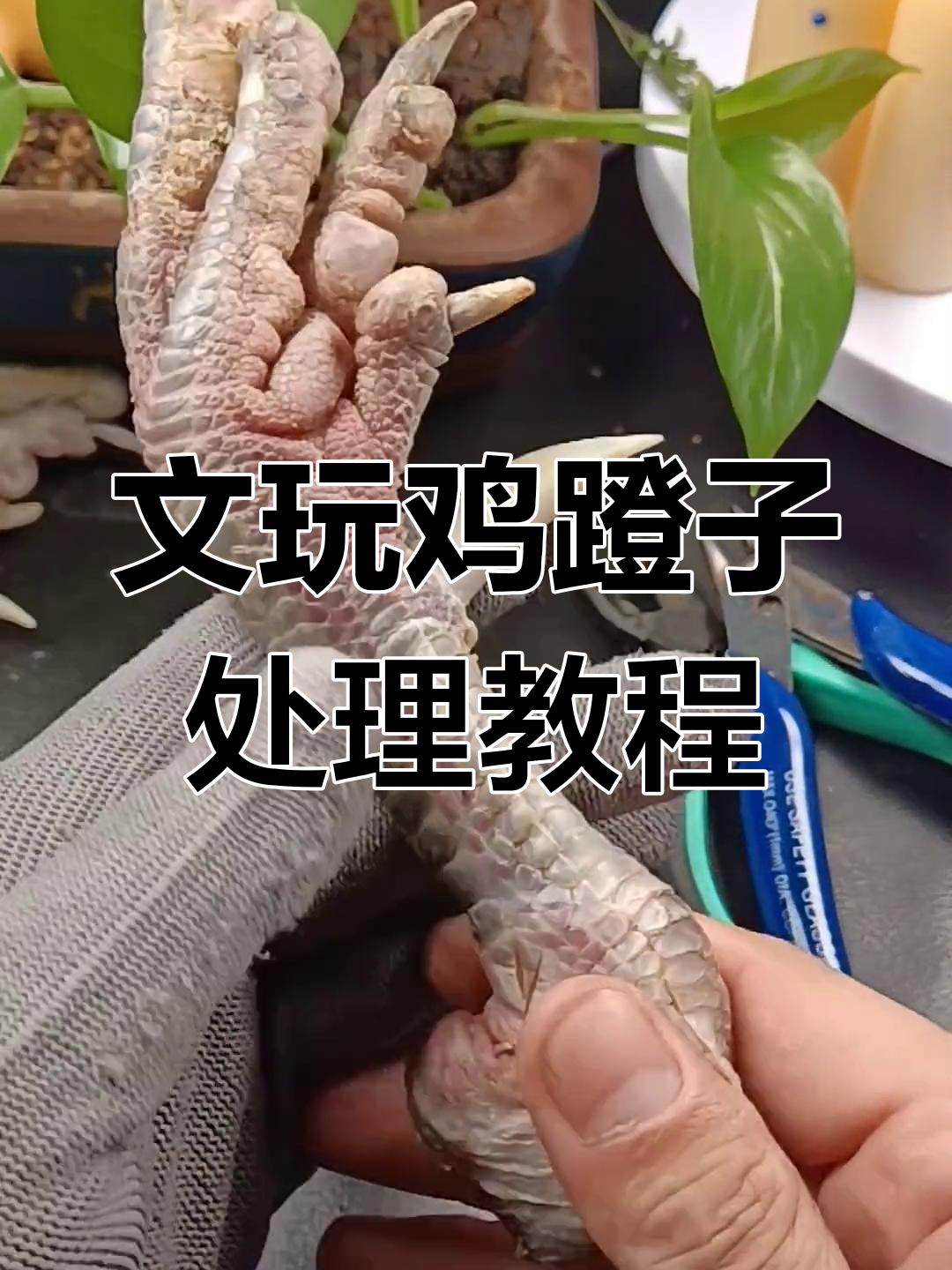 鸡爪骨文玩制作全流程,轻松掌握扒皮技巧