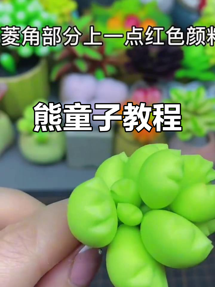 轻松学会熊童子制作,简单步骤教你打造可爱多肉植物