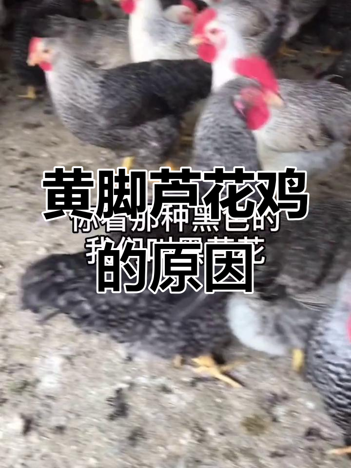 芦花鸡的脚色差异与市场接受度