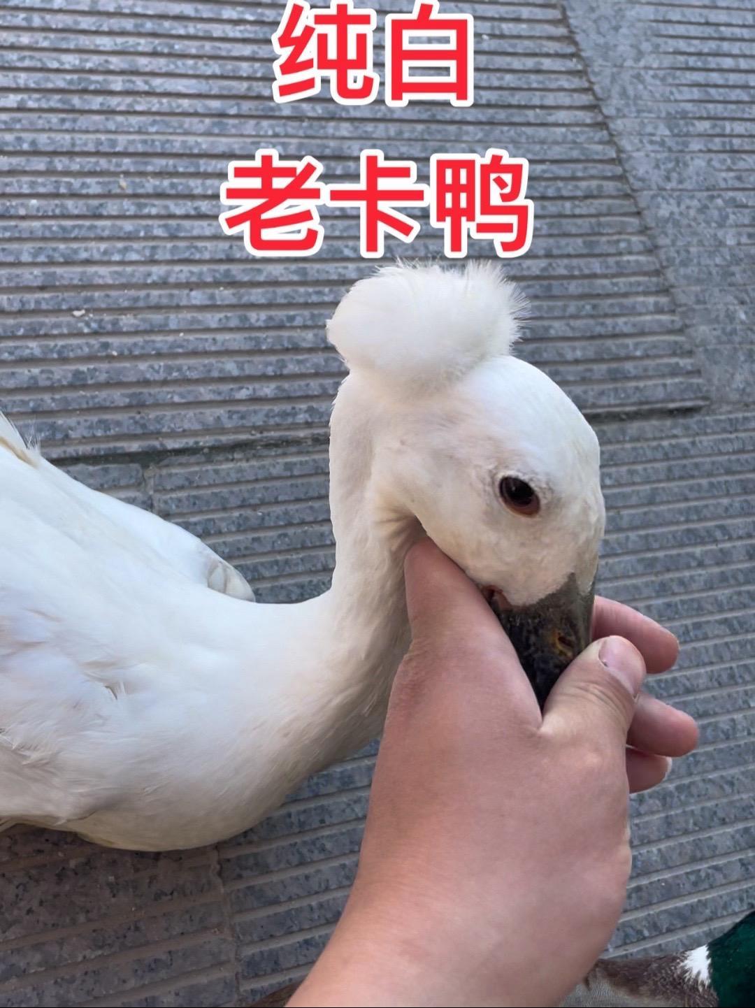 农村养殖 鸭子 生态养殖 老鸭