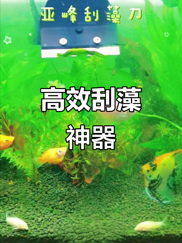亚峰刮藻刀,轻松除藻,告别鱼缸困扰!