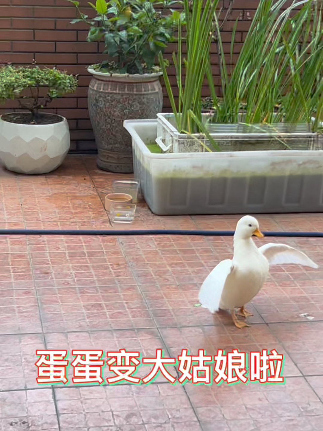 科普篇:公鸭和母鸭在发情期的不同表现