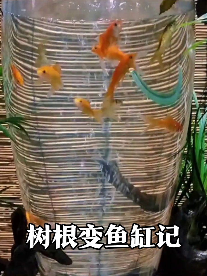 破树根+烂玻璃缸?手工大神竟改成会流水的金鱼缸