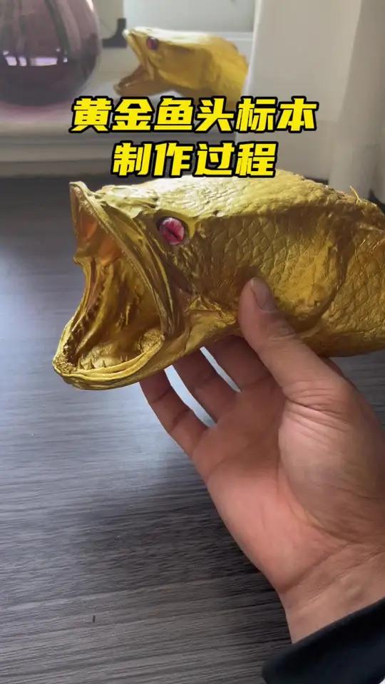 黄金鱼头标本制作教程,黑鱼标本制作方法,黑鱼鱼头标本,第一步先钓个黑鱼取下鱼头把表面粘液清